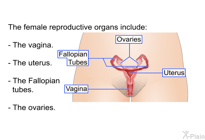The female reproductive organs include:  The vagina. The uterus. The Fallopian tubes. The ovaries.