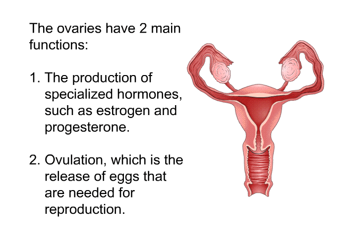 The ovaries have 2 main functions:  The production of specialized hormones, such as estrogen and progesterone. Ovulation, which is the release of eggs that are needed for reproduction.