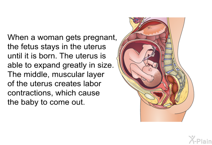 When a woman gets pregnant, the fetus stays in the uterus until it is born. The uterus is able to expand greatly in size. The middle, muscular layer of the uterus creates labor contractions, which cause the baby to come out.