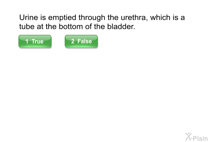 Urine is emptied through the urethra, which is a tube at the bottom of the bladder.