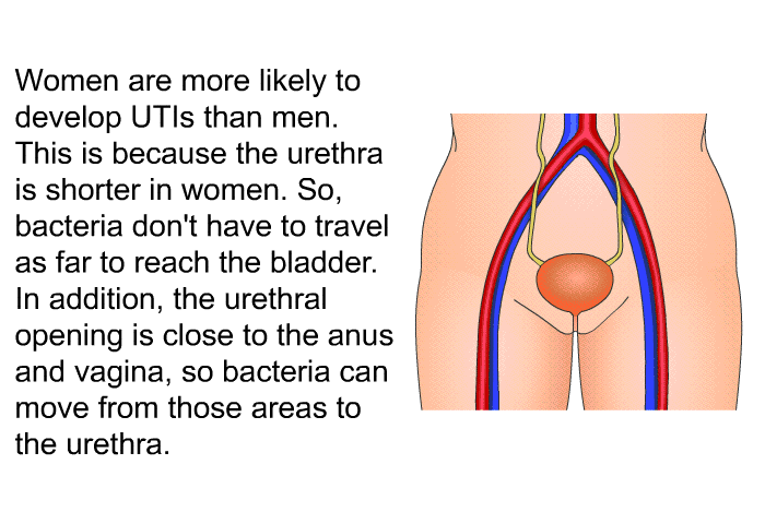 Women are more likely to develop UTIs than men. This is because the urethra is shorter in women. So, bacteria don't have to travel as far to reach the bladder. In addition, the urethral opening is close to the anus and vagina, so bacteria can move from those areas to the urethra.