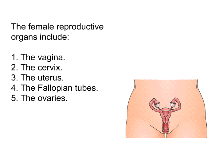 The female reproductive organs include:  The vagina. The cervix. The uterus. The Fallopian tubes. The ovaries.