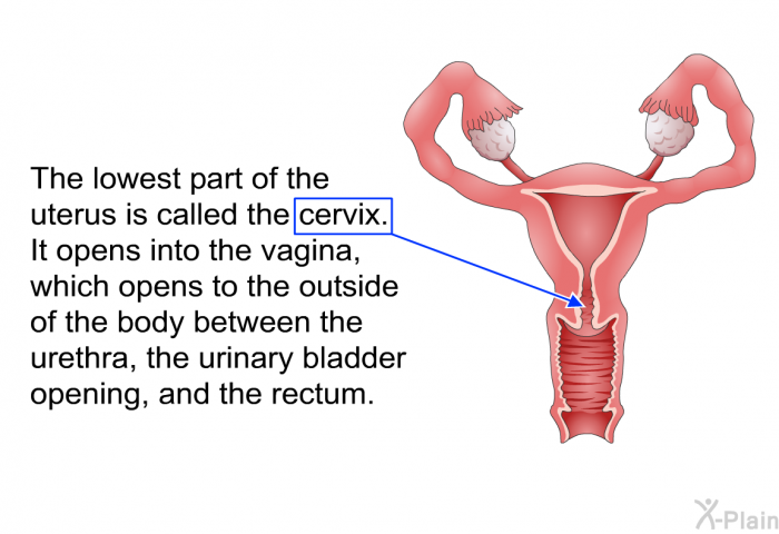 The lowest part of the uterus is called the cervix. It opens into the vagina, which opens to the outside of the body between the urethra, the urinary bladder opening, and the rectum.