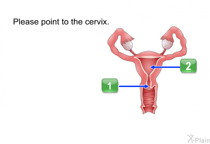 Please point to the cervix.