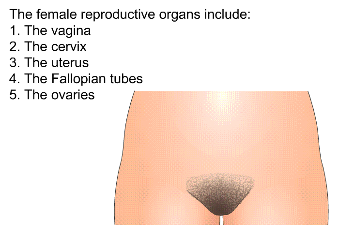 The female reproductive organs include:  The vagina The cervix The uterus The Fallopian tubes The ovaries