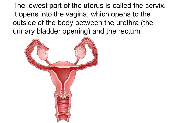 The lowest part of the uterus is called the cervix. It opens into the vagina, which opens to the outside of the body between the urethra (the urinary bladder opening) and the rectum.