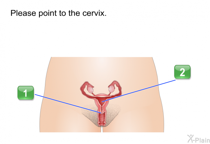 Please point to the cervix.