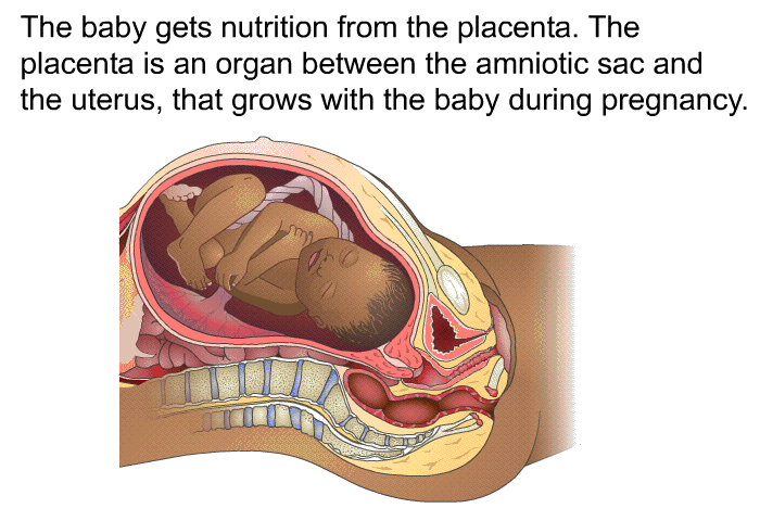 The baby gets nutrition from the placenta. The placenta is an organ between the amniotic sac and the uterus, that grows with the baby during pregnancy.