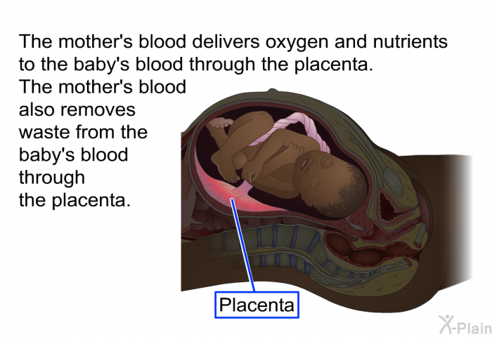 The mother's blood delivers oxygen and nutrients to the baby's blood through the placenta. The mother's blood also removes waste from the baby's blood through the placenta.