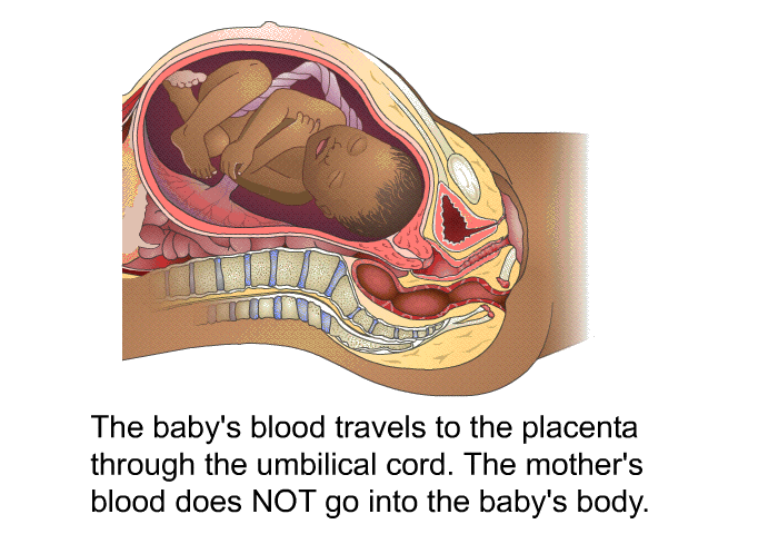 The baby's blood travels to the placenta through the umbilical cord. The mother's blood does NOT go into the baby's body.