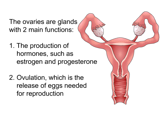 The ovaries are glands with 2 main functions:  The production of hormones, such as estrogen and progesterone Ovulation, which is the release of eggs needed for reproduction