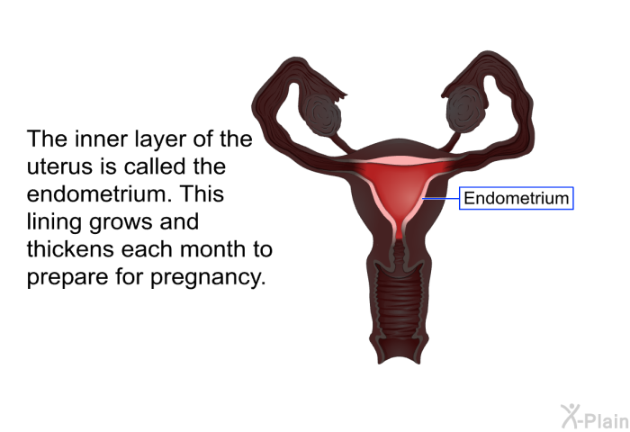The inner layer of the uterus is called the endometrium. This lining grows and thickens each month to prepare for pregnancy.