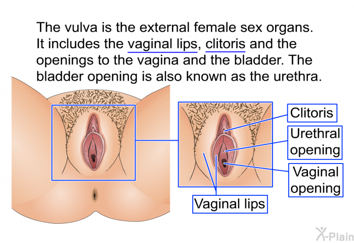The vulva is the external female sex organs. It includes the vaginal lips, clitoris and the openings to the vagina and the bladder. The bladder opening is also known as the urethra.