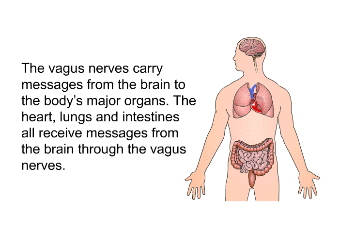 The vagus nerves carry messages from the brain to the body's major organs. The heart, lungs and intestines all receive messages from the brain through the vagus nerves.