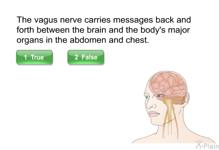 The vagus nerve carries messages back and forth between the brain and the body's major organs in the abdomen and chest.