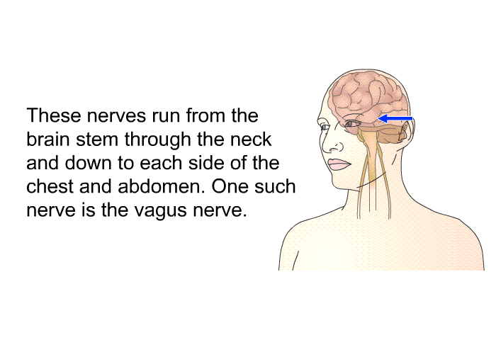 These nerves run from the brain stem through the neck and down to each side of the chest and abdomen. One such nerve is the vagus nerve.