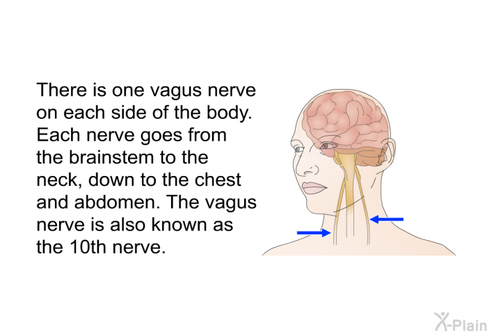There is one vagus nerve on each side of the body. Each nerve goes from the brainstem to the neck, down to the chest and abdomen. The vagus nerve is also known as the 10<SUP>th</SUP> nerve.