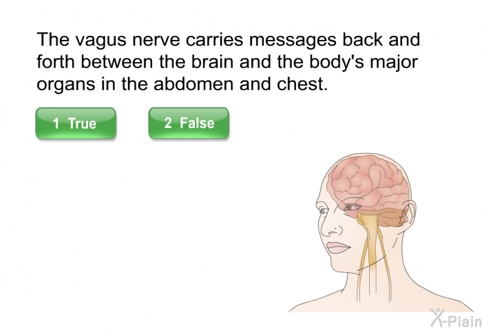 The vagus nerve carries messages back and forth between the brain and the body's major organs in the abdomen and chest.