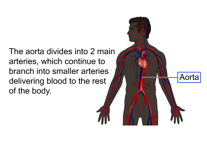 The aorta divides into 2 main arteries, which continue to branch into smaller arteries delivering blood to the rest of the body.