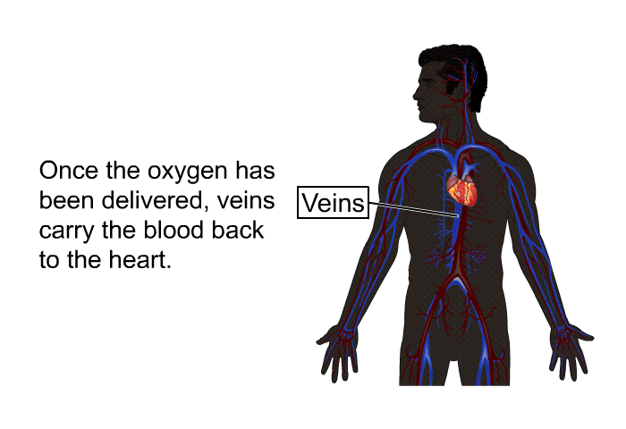 Once the oxygen has been delivered, veins carry the blood back to the heart.
