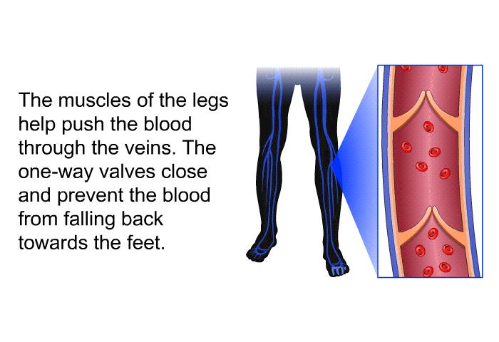 The muscles of the legs help push the blood through the veins. The one-way valves close and prevent the blood from falling back towards the feet.