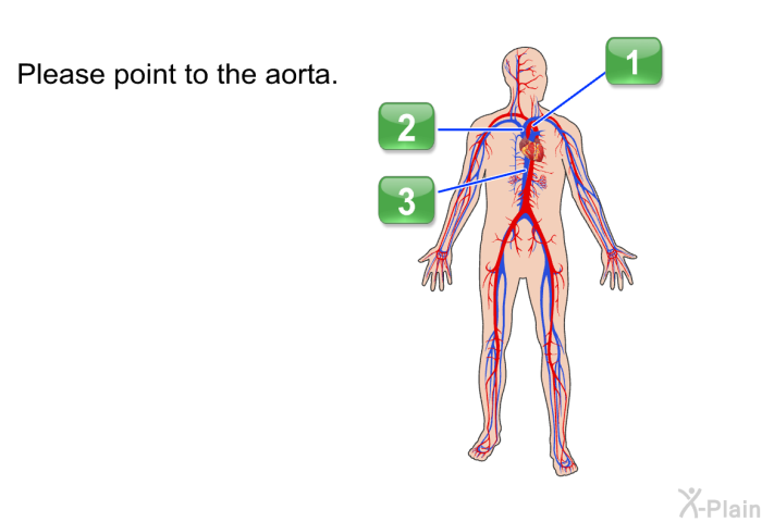 Please point to the aorta.