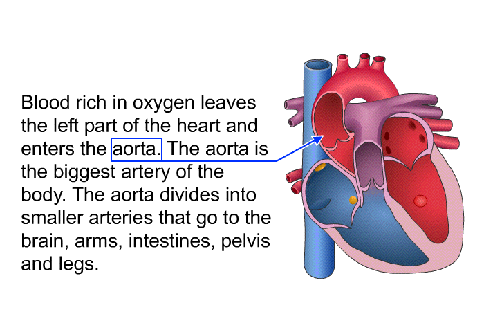 Blood rich in oxygen leaves the left part of the heart and enters the aorta. The aorta is the biggest artery of the body. The aorta divides into smaller arteries that go to the brain, arms, intestines, pelvis and legs.