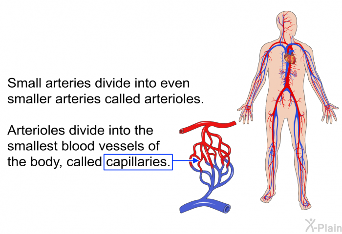 Small arteries divide into even smaller arteries called arterioles. Arterioles divide into the smallest blood vessels of the body, called capillaries.