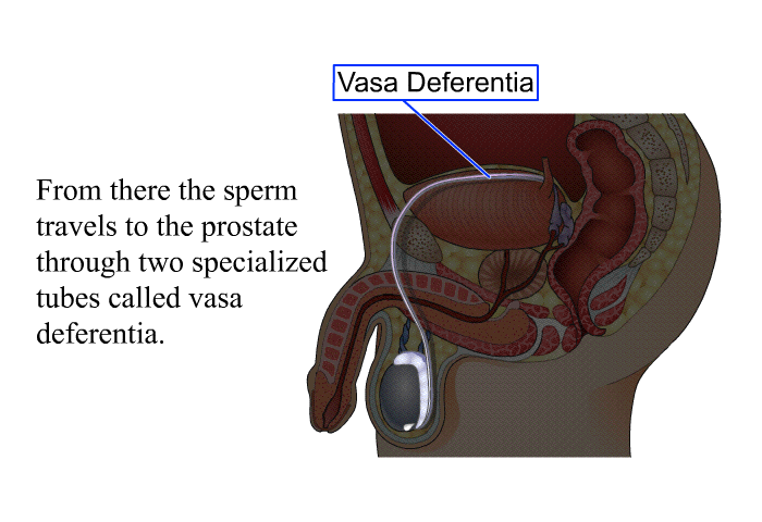 From there the sperm travels to the prostate through two specialized tubes called vasa deferentia.