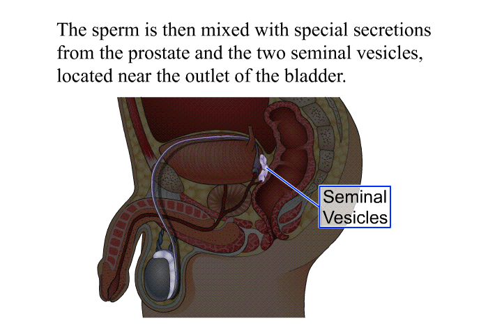 The sperm is then mixed with special secretions from the prostate and the two seminal vesicles, located near the outlet of the bladder.