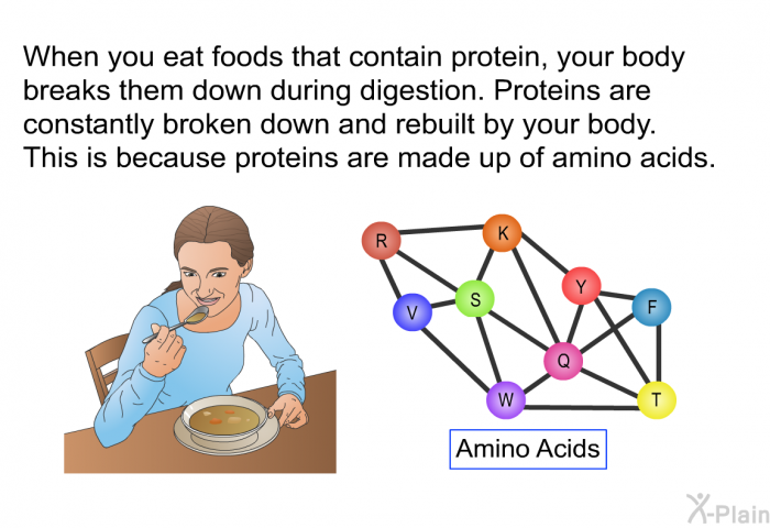 When you eat foods that contain protein, your body breaks them down during digestion. Proteins are constantly broken down and rebuilt by your body. This is because proteins are made up of amino acids.