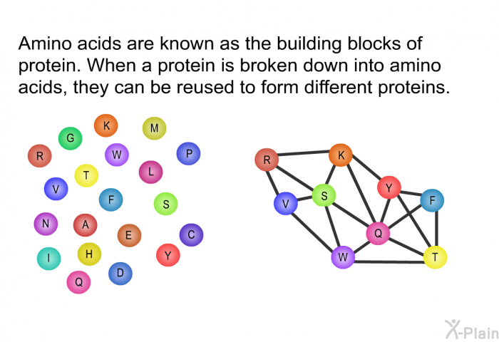 Amino acids are known as the building blocks of protein. When a protein is broken down into amino acids, they can be reused to form different proteins.