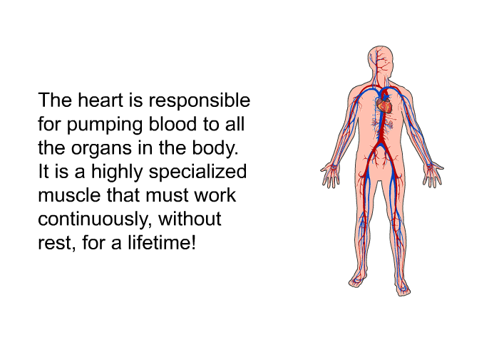 The heart is responsible for pumping blood to all the organs in the body. It is a highly specialized muscle that must work continuously, without rest, for a lifetime!