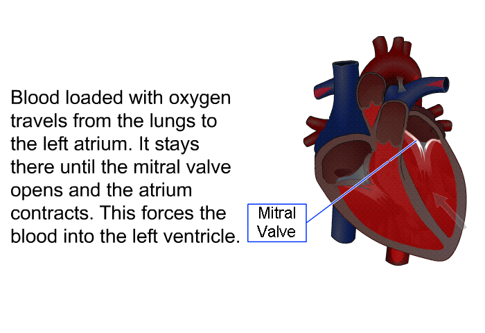 Blood loaded with oxygen travels from the lungs to the left atrium. It stays there until the mitral valve opens and the atrium contracts. This forces the blood into the left ventricle.
