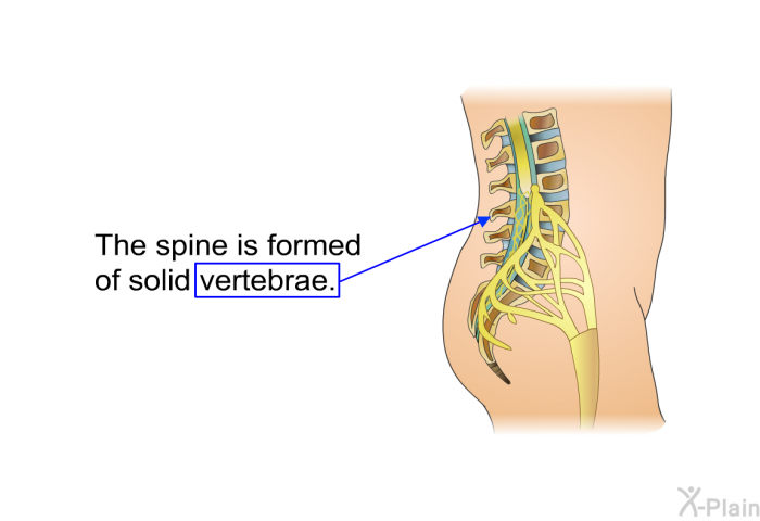 The spine is formed of solid vertebrae.