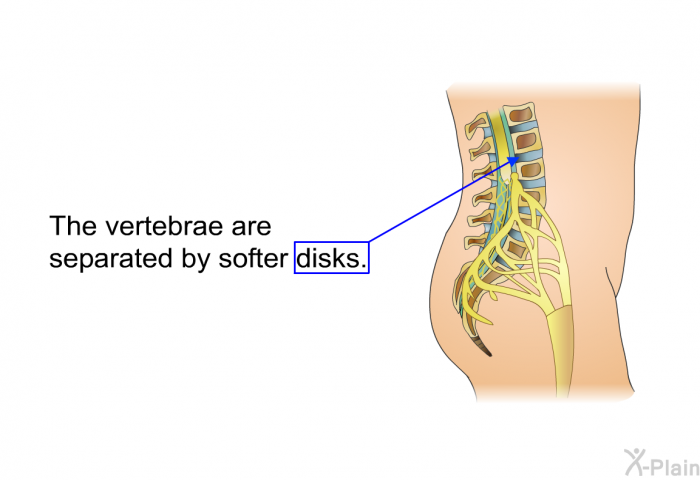 The vertebrae are separated by softer disks.