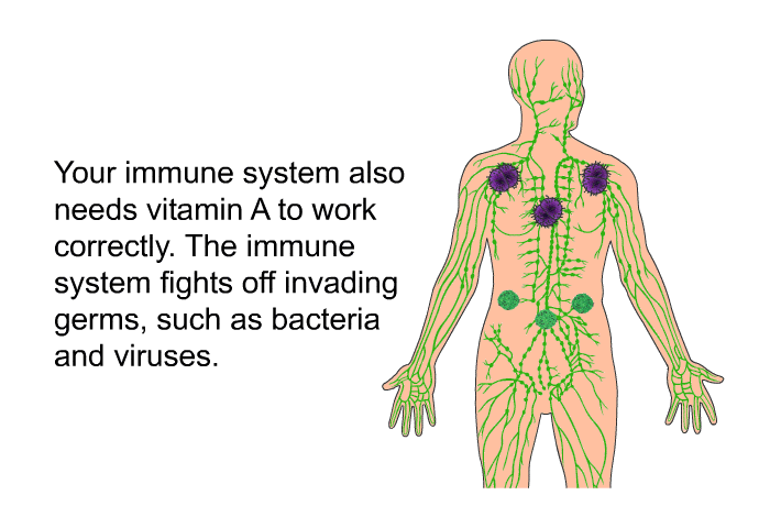 Your immune system also needs vitamin A to work correctly. The immune system fights off invading germs, such as bacteria and viruses.