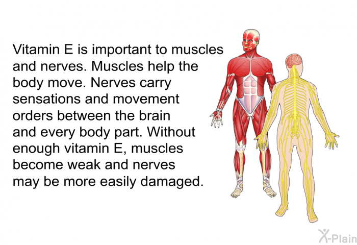 Vitamin E is important to muscles and nerves. Muscles help the body move. Nerves carry sensations and movement orders between the brain and every body part. Without enough vitamin E, muscles become weak and nerves may be more easily damaged.