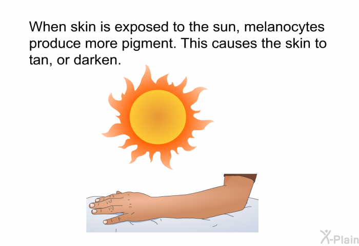 When skin is exposed to the sun, melanocytes produce more pigment. This causes the skin to tan, or darken.