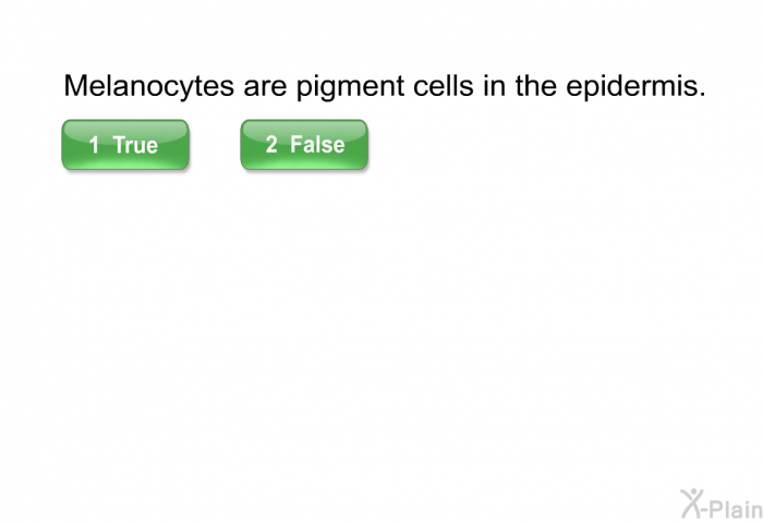 Melanocytes are pigment cells in the epidermis. Select True or False.