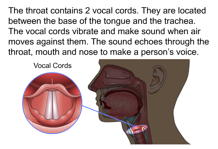 The throat contains 2 vocal cords. They are located between the base of the tongue and the trachea. The vocal cords vibrate and make sound when air moves against them. The sound echoes through the throat, mouth and nose to make a person's voice.