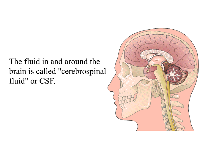 The fluid in and around the brain is called “cerebrospinal fluid” or CSF.