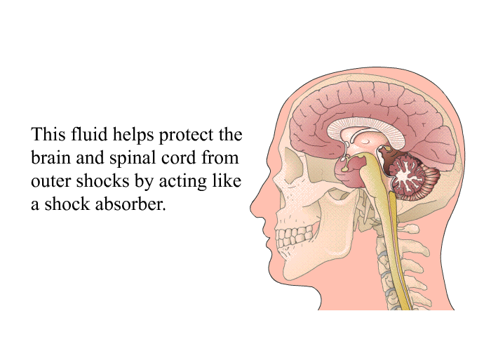 This fluid helps protect the brain and spinal cord from outer shocks by acting like a shock absorber.