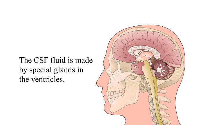 The CFS fluid is made by special glands in the ventricles.