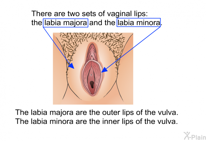 There are two sets of vaginal lips: the labia majora and the labia minora. The labia majora are the outer lips of the vulva. The labia minora are the inner lips of the vulva.