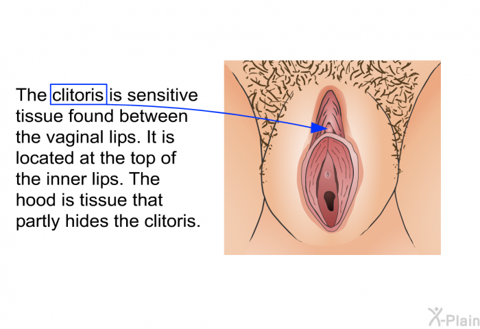 The clitoris is sensitive tissue found between the vaginal lips. It is located at the top of the inner lips. The hood is tissue that partly hides the clitoris.