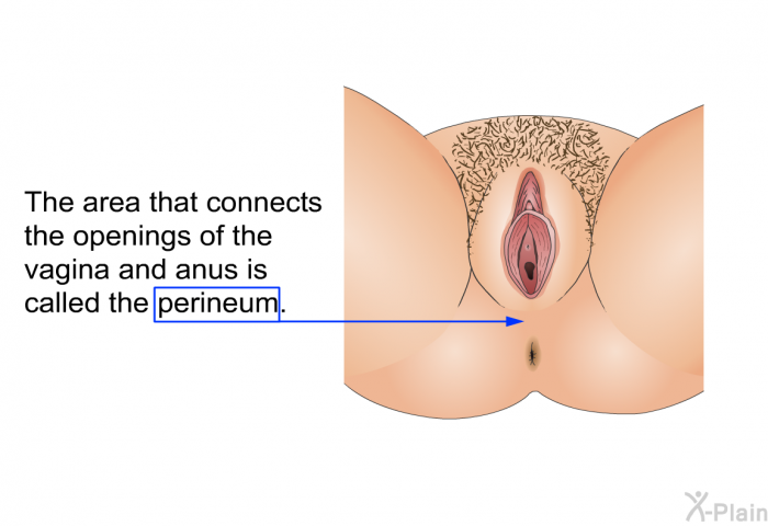 The area that connects the openings of the vagina and anus is called the perineum.