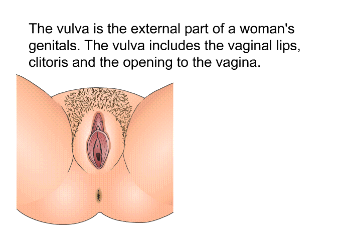 The vulva is the external part of a woman's genitals. The vulva includes the vaginal lips, clitoris and the opening to the vagina.