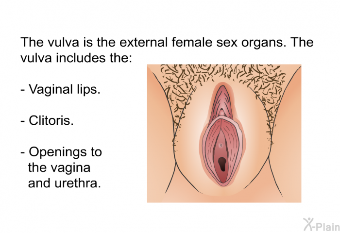 The vulva is the external female sex organs. The vulva includes the:  Vaginal lips. Clitoris. Openings to the vagina and urethra.