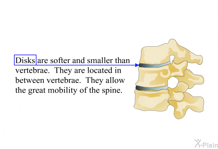 Disks are softer and smaller than vertebrae. They are located in between vertebrae. They allow the great mobility of the spine.